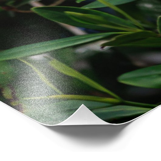 Impression Photo Ibis blanc (Coin)