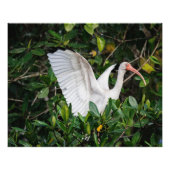 Impression Photo Ibis blanc (Devant)