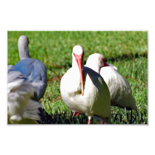 Impression Photo Ibis blanc américain (Devant)