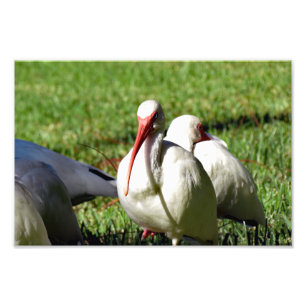 Impression Photo Ibis blanc américain