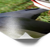 Impression Photo Ibis blanc américain (Coin)