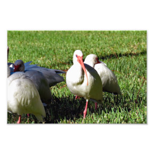 Impression Photo Ibis blanc américain