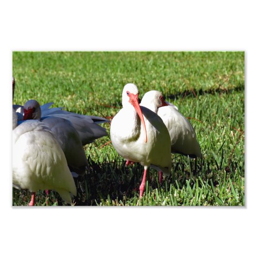 Impression Photo Ibis blanc américain (Devant)