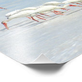 Impression Photo Ibis blanc oiseaux de rivage sur la plage (Coin)