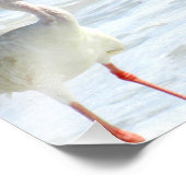 Impression Photo Ibis blanc sur la plage (Coin)