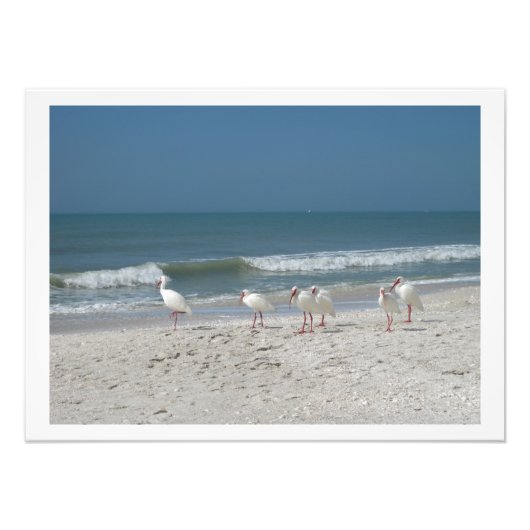 Impression Photo Ibis blanc sur la plage de sable rose (Devant)