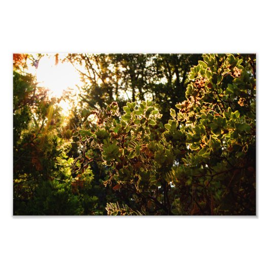 Impression Photo Idyllwild - Pine Cove (Devant)