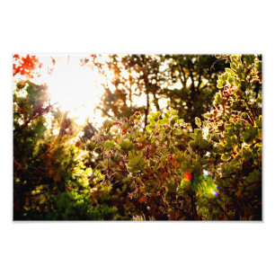 Impression Photo Idyllwild - Pine Cove