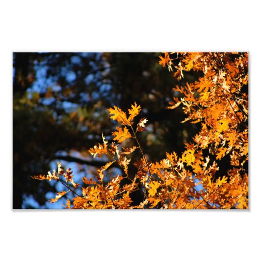 Impression Photo Idyllwild - Pine Cove (Devant)