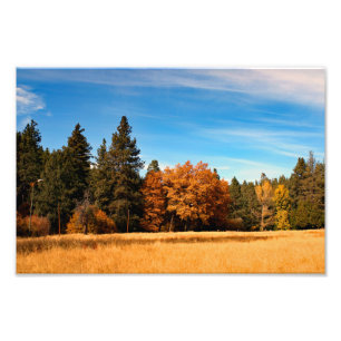 Impression Photo Idyllwild - Pine Cove