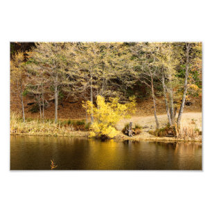 Impression Photo Idyllwild - Pine Cove