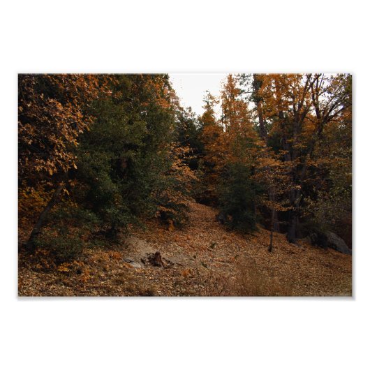 Impression Photo Idyllwild - Pine Cove (Devant)