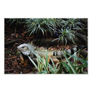 Impression photo Iguana