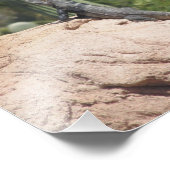 Impression Photo Iguana à queue épineuse (Coin)