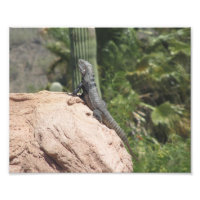 Iguana à queue épineuse