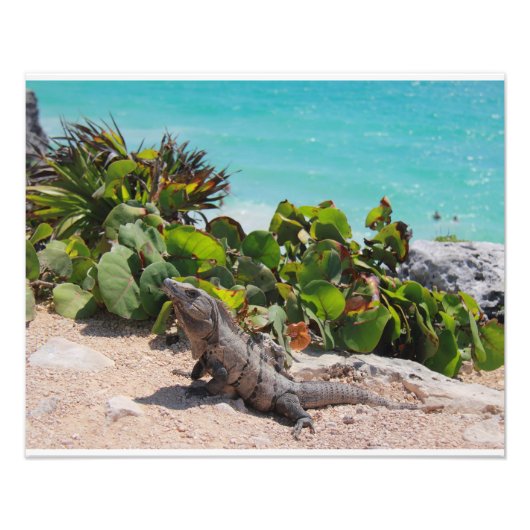 Impression Photo Iguana et mer turquoise (Devant)
