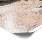 Impression Photo Iguana et mer turquoise (Coin)