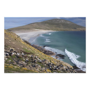 Impression Photo Îles Falkland, Malouines occidentales, Saunders