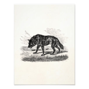 Impression Photo Illustration américaine vintage de loups de 1800s