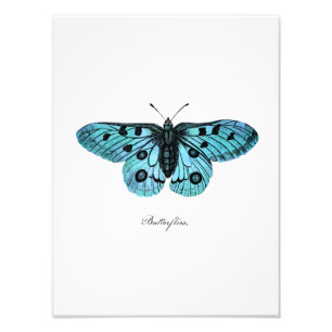 Impression Photo Illustration bleue turquoise vintage de papillon -
