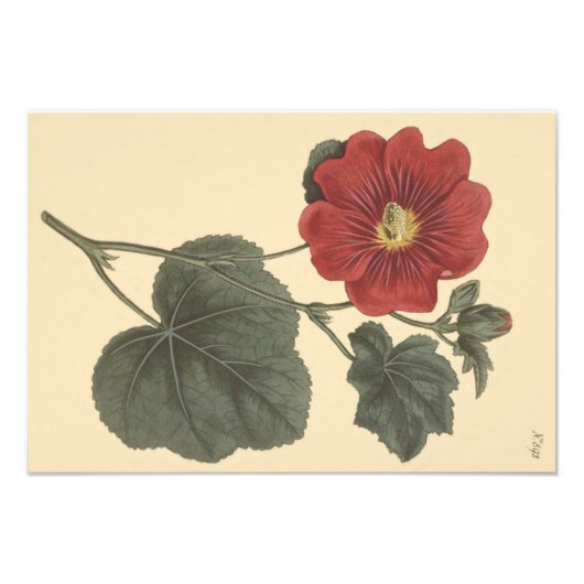 Impression Photo Illustration botanique de la rose trémière de Seri (Devant)