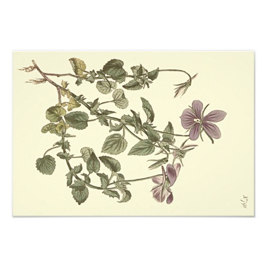 Impression Photo Illustration botanique de la violette cornue (Devant)
