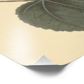 Impression Photo Illustration botanique de Seringapatam Hollyhock (Coin)