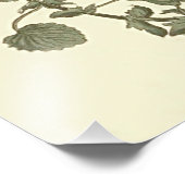 Impression Photo Illustration botanique de violet à cornes (Coin)