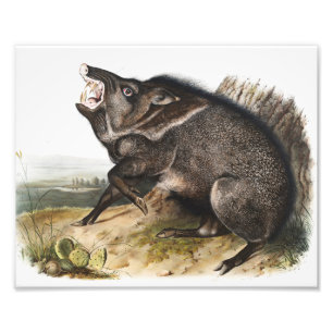 Impression Photo Illustration de Dycoteles torquatus de Peccaire à