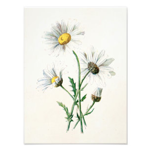 Impression Photo Illustration de fleur sauvage de marguerites du