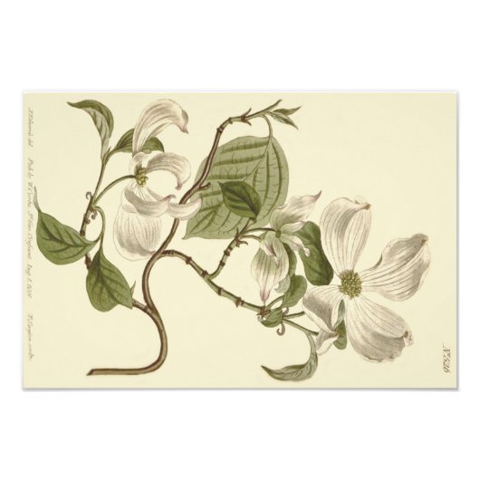 Impression Photo Illustration de fleurs de cornouiller blanc (Devant)