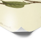 Impression Photo Illustration de fleurs de cornouiller blanc (Coin)