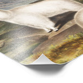 Impression Photo Illustration de la chèvre des Rocheuses (Capra Ame (Coin)