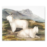 Illustration de la chèvre des Rocheuses (Capra Ame