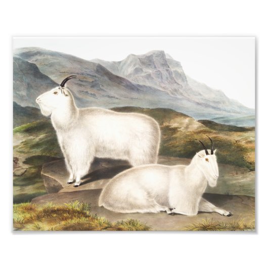 Impression Photo Illustration de la chèvre des Rocheuses (Capra Ame (Devant)