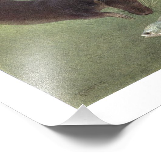 Impression Photo Illustration de la plongée à l'aide d'une louve (Coin)