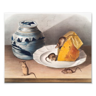 Impression Photo Illustration de la souris (Mus-musculus)