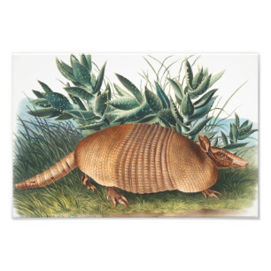 Impression Photo Illustration de l'Armadillo (Dasypus Peba) à neuf 