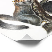 Impression Photo Illustration de l'écureuil de chat (Sciurus cinere (Coin)