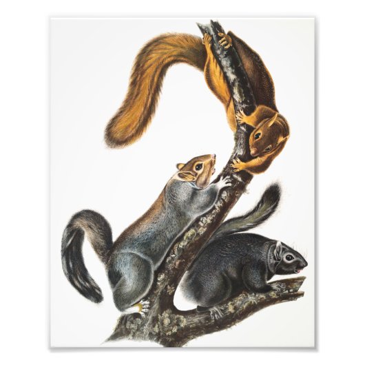 Impression Photo Illustration de l'écureuil de chat (Sciurus cinere (Devant)