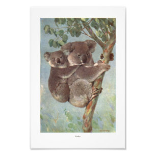 Impression Photo Illustration de l'ours Koala dans l'arbre