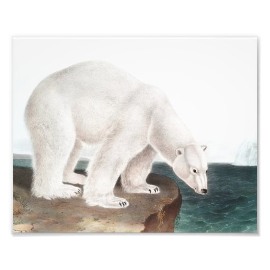 Impression Photo Illustration de l'Ours polaire (Ursus maritimus) (Devant)
