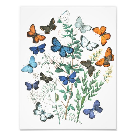 Impression Photo Illustration de papillons vintage (Devant)