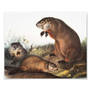 Impression Photo Illustration de Woodchuck (Arctomys monax)