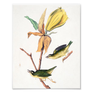 Impression Photo Illustration des oiseaux de Paruline capturant des