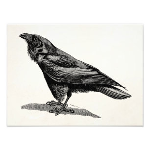 Impression Photo Illustration d'oiseau-noir du corbeau vintage