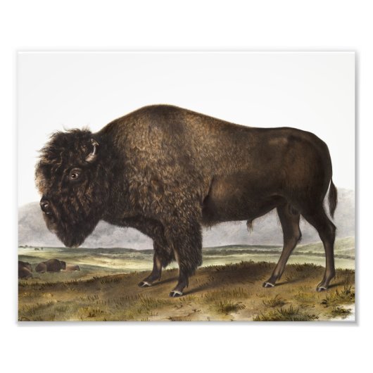 Impression Photo Illustration du bison américain (Bos Americanus) (Devant)