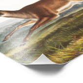 Impression Photo Illustration du cerf à queue longue (Cervus leucur (Coin)