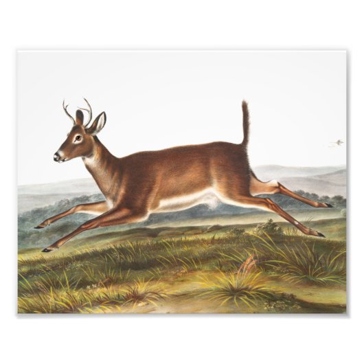 Impression Photo Illustration du cerf à queue longue (Cervus leucur (Devant)