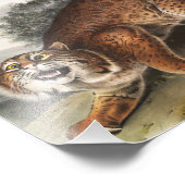 Impression Photo Illustration du chat sauvage américain (Lynx rufus (Coin)